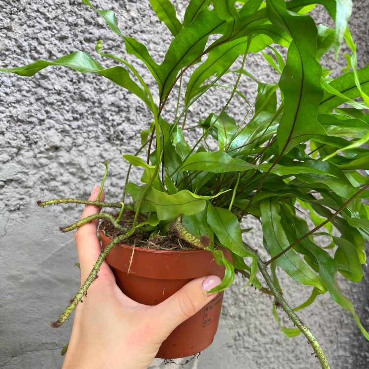 Microsorum diversifolium (3).jpg