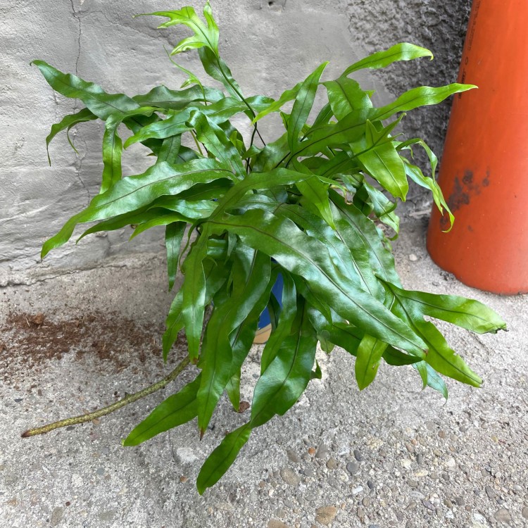 Microsorum diversifolium (4).jpg