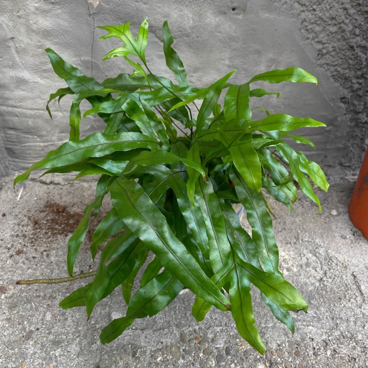 Microsorum diversifolium (5).jpg