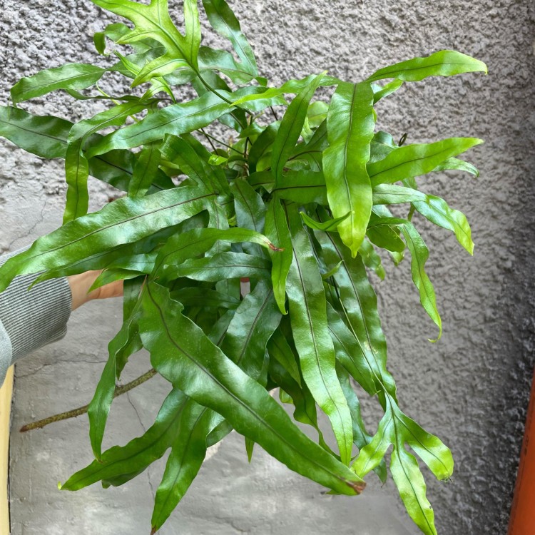 Microsorum diversifolium (6).jpg