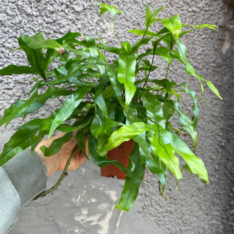 Microsorum diversifolium (1).jpg