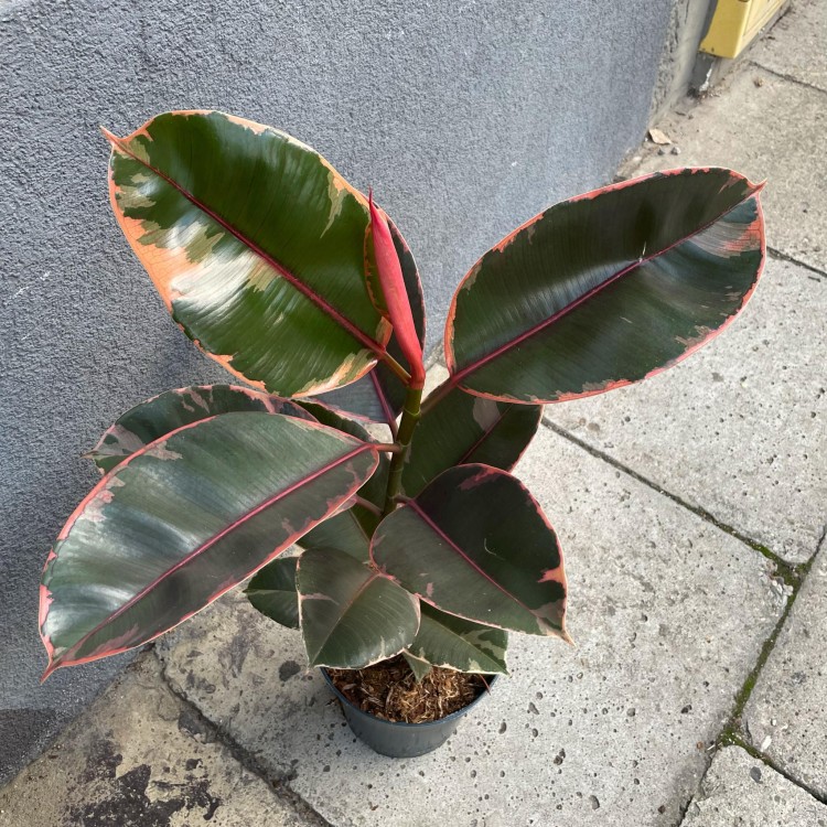 fikus figowiec sprężysty  ficus elastica 'belize'  różowy DØ 17cm (2).jpg