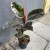 fikus figowiec sprężysty  ficus elastica 'belize'  różowy DØ 17cm (1).jpg