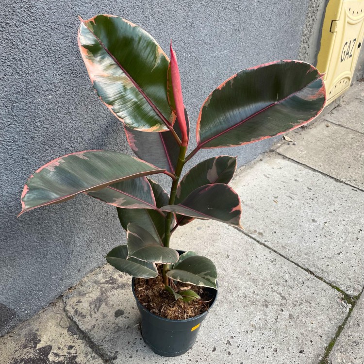 fikus figowiec sprężysty  ficus elastica 'belize'  różowy DØ 17cm (1).jpg
