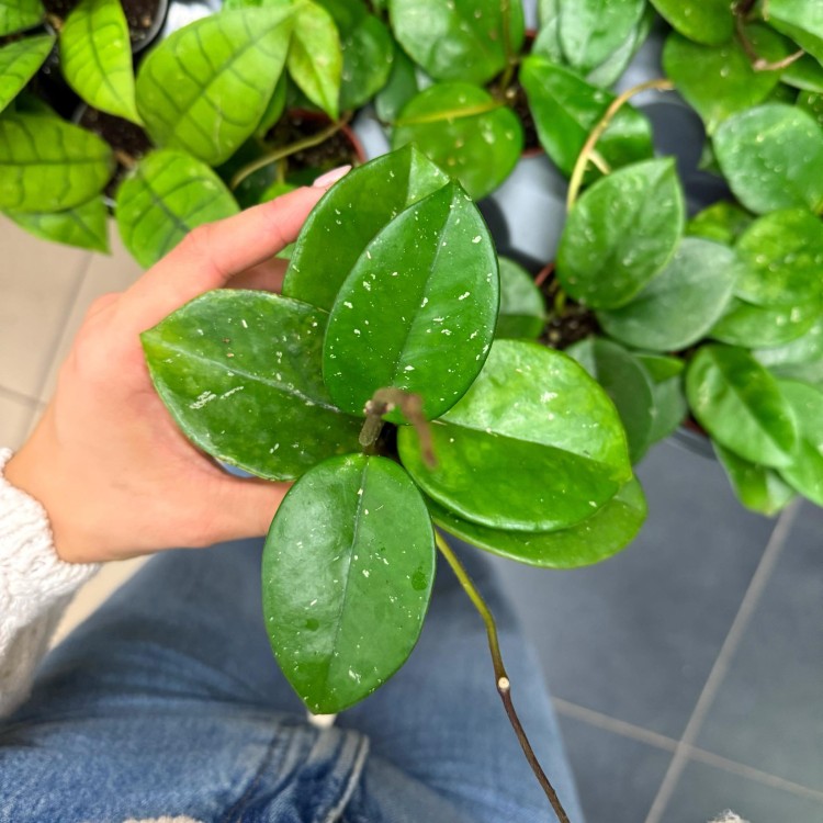 hoja hoya carnosa freckles splash  (1).jpg