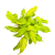 filodendron philodendron xanadu gold  (1).png