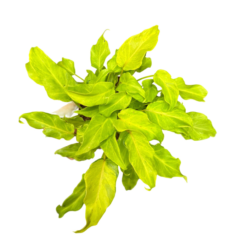 filodendron philodendron xanadu gold  (1).png