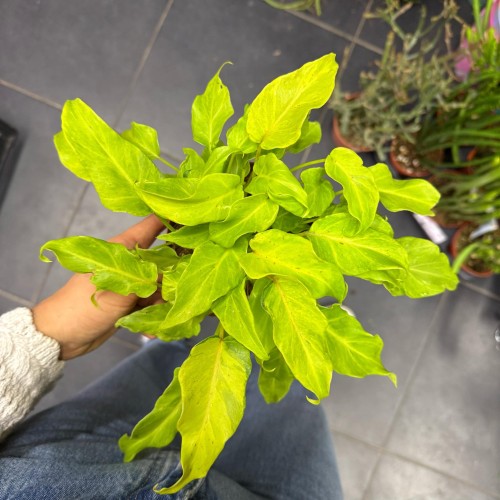 filodendron philodendron xanadu gold  (2).jpg