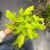 filodendron philodendron xanadu gold  (2).jpg