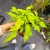 filodendron philodendron xanadu gold  (1).jpg