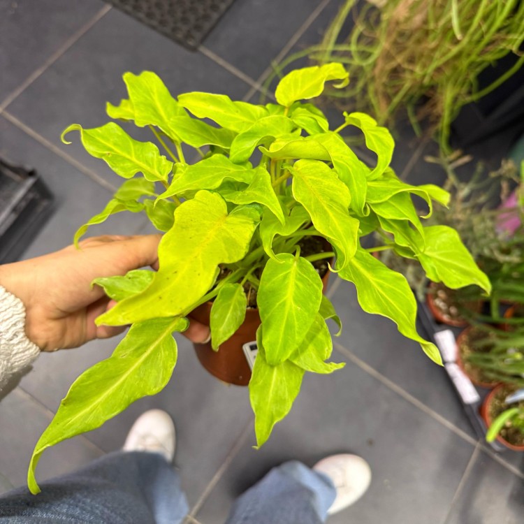filodendron philodendron xanadu gold  (1).jpg
