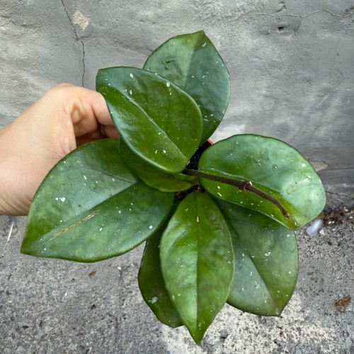 hoja hoya carnosa freckles  (1).jpg