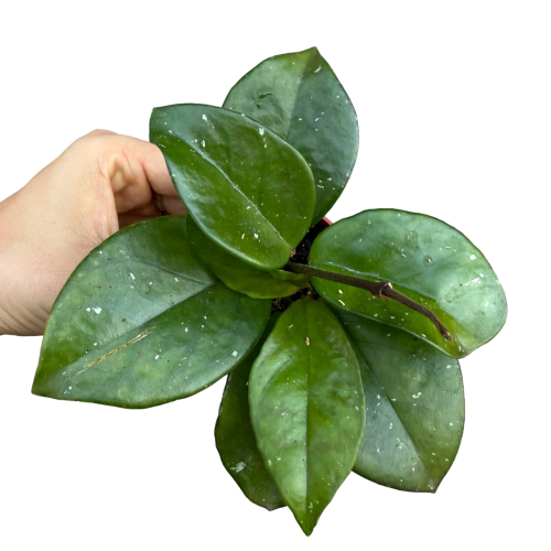 hoja hoya carnosa freckles  (1).png