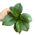 hoja hoya carnosa freckles  (1).png