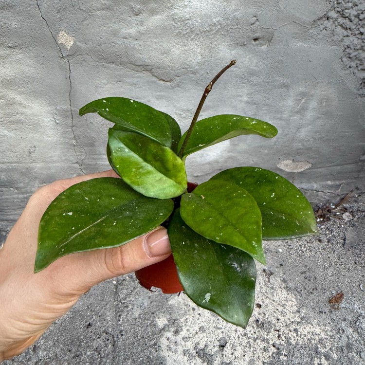 hoja hoya carnosa freckles  (2).jpg