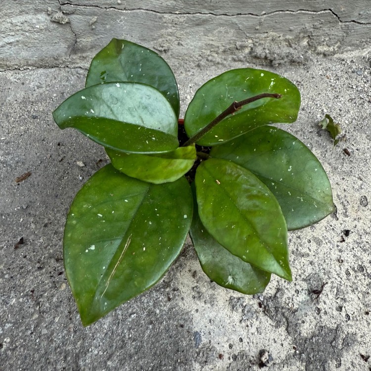 hoja hoya carnosa freckles  (3).jpg