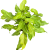 filodendron philodendron xanadu gold (1).png