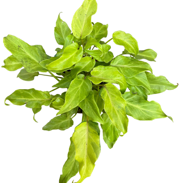 filodendron philodendron xanadu gold (1).png
