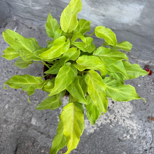 filodendron philodendron xanadu gold (3).jpg