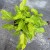 filodendron philodendron xanadu gold (3).jpg