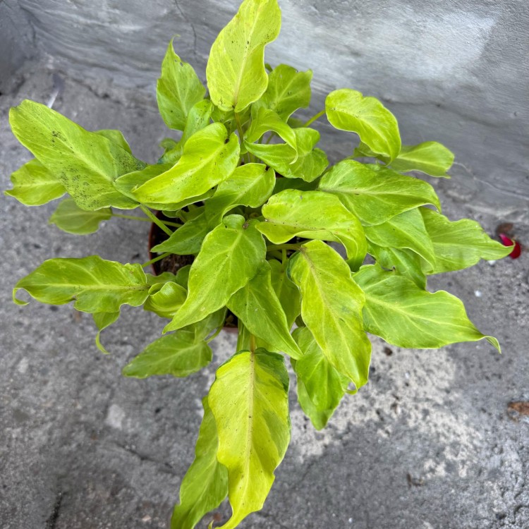 filodendron philodendron xanadu gold (3).jpg