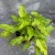 filodendron philodendron xanadu gold (4).jpg