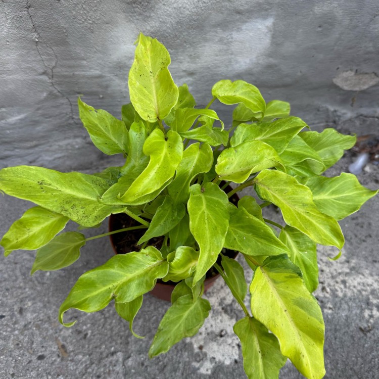 filodendron philodendron xanadu gold (4).jpg