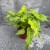 filodendron philodendron xanadu gold (1).jpg