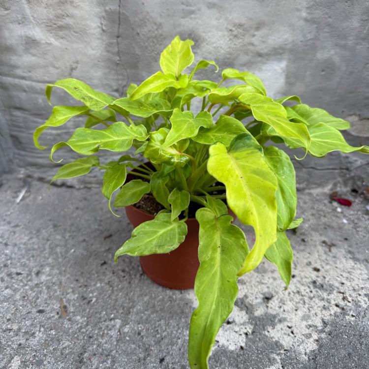 filodendron philodendron xanadu gold (1).jpg
