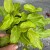 filodendron philodendron xanadu gold (2).jpg