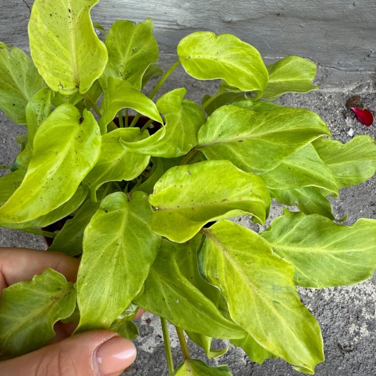 filodendron philodendron xanadu gold (2).jpg