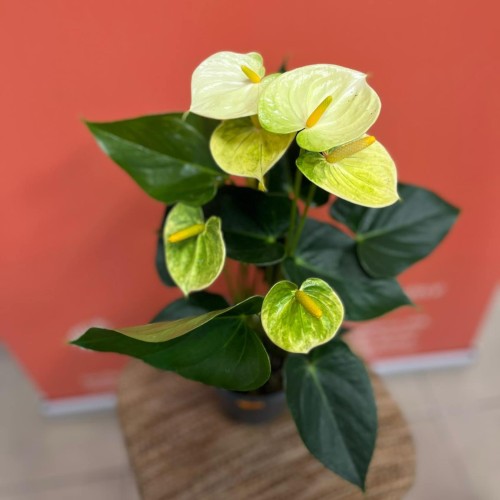 Anthurium Vanilla (2).jpg