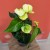 Anthurium Vanilla (3).jpg