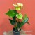 Anthurium Vanilla (1).jpg