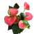anthurium sweet dreams (1).png