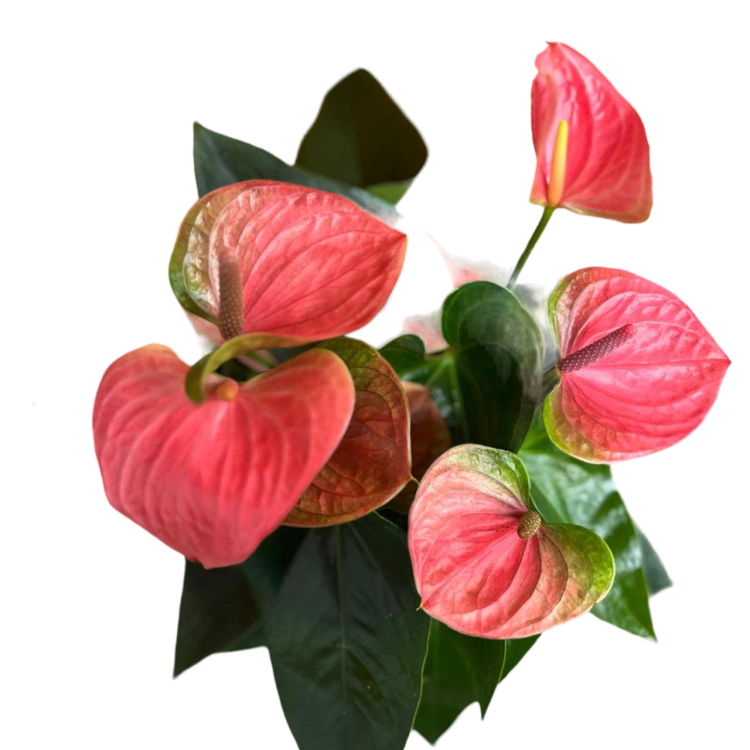 anthurium sweet dreams (1).png
