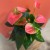 anthurium sweet dreams (2).jpg