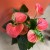 anthurium sweet dreams (3).jpg