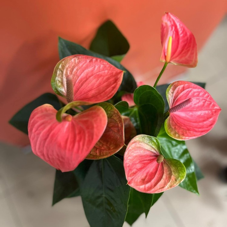 anthurium sweet dreams (3).jpg