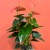 anthurium sweet dreams (4).jpg