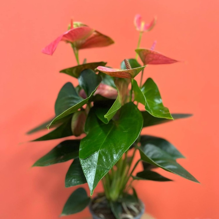 anthurium sweet dreams (4).jpg