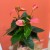 anthurium sweet dreams (5).jpg