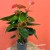 anthurium sweet dreams (1).jpg