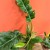 Filodendron  philodendron 'Narrow Escape (8).jpg