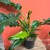 Filodendron  philodendron 'Narrow Escape (9).jpg