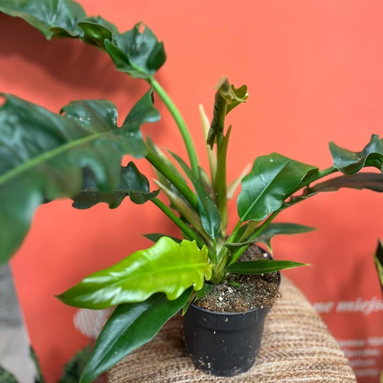 Filodendron  philodendron 'Narrow Escape (9).jpg