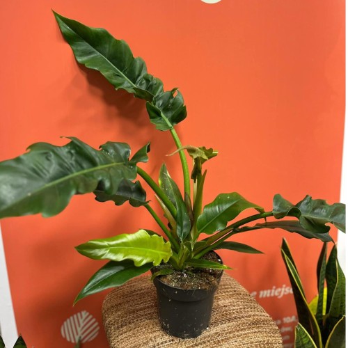 Filodendron  philodendron 'Narrow Escape (7).jpg
