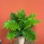 Blechnum gibbum Silver Lady (2).jpg