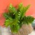 Blechnum gibbum Silver Lady (3).jpg
