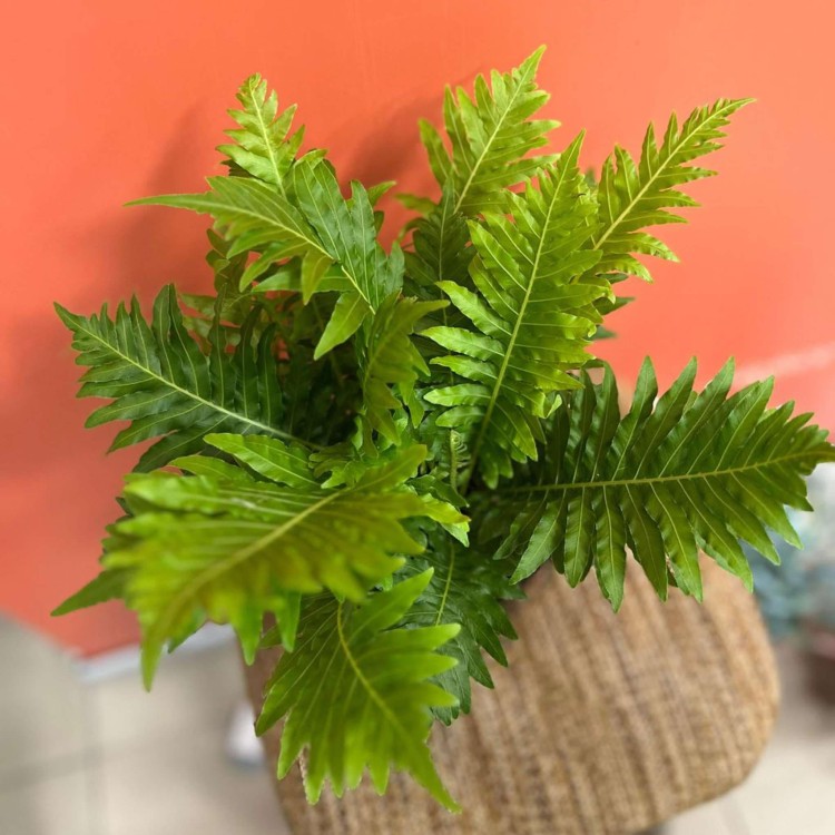 Blechnum gibbum Silver Lady (3).jpg